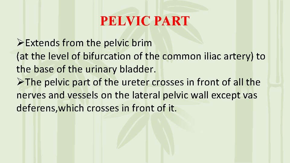 PELVIC PART ØExtends from the pelvic brim (at the level of bifurcation of the