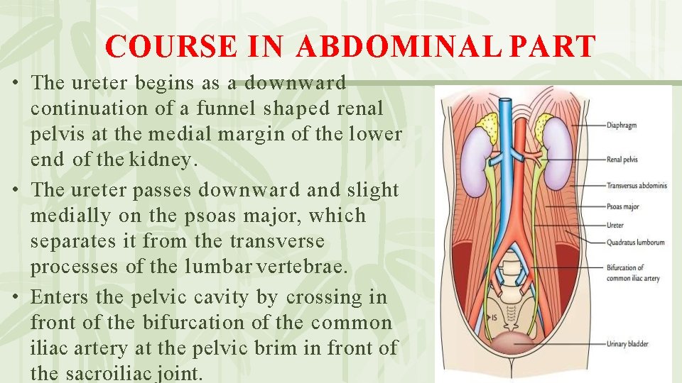 COURSE IN ABDOMINAL PART • The ureter begins as a downward continuation of a