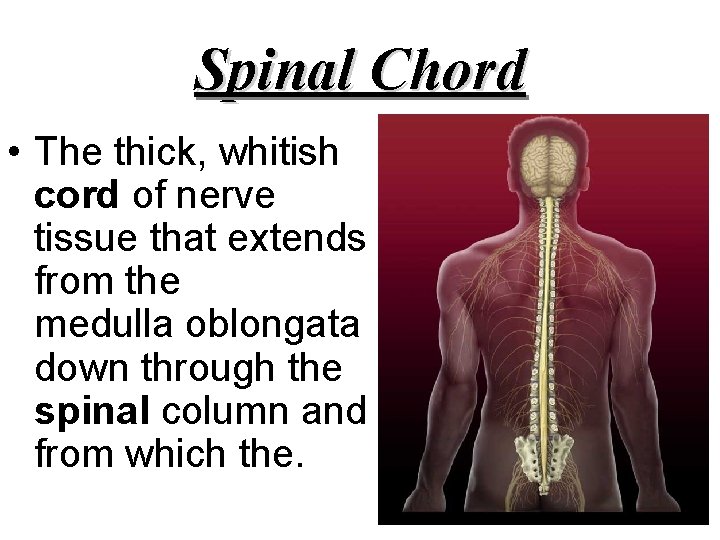 Spinal Chord • The thick, whitish cord of nerve tissue that extends from the