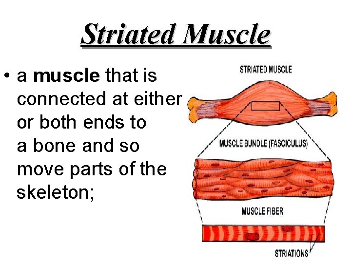 Striated Muscle • a muscle that is connected at either or both ends to
