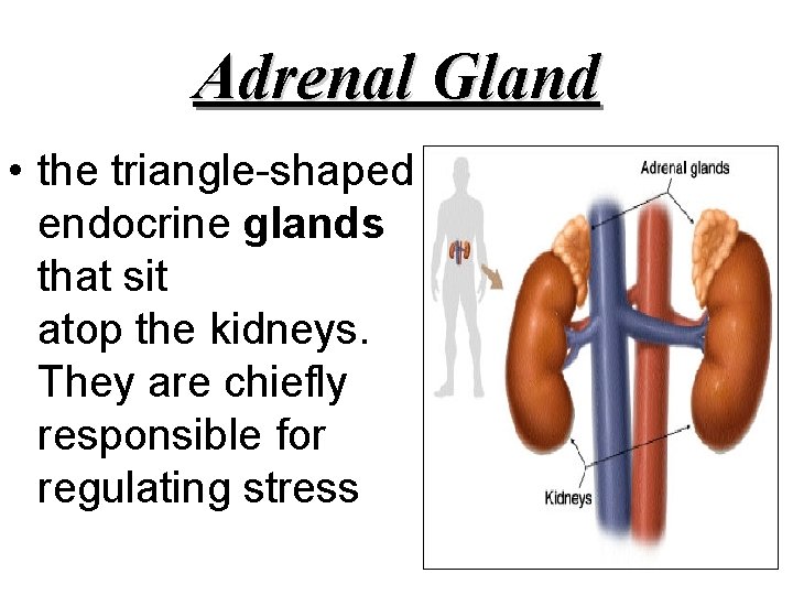 Adrenal Gland • the triangle-shaped endocrine glands that sit atop the kidneys. They are