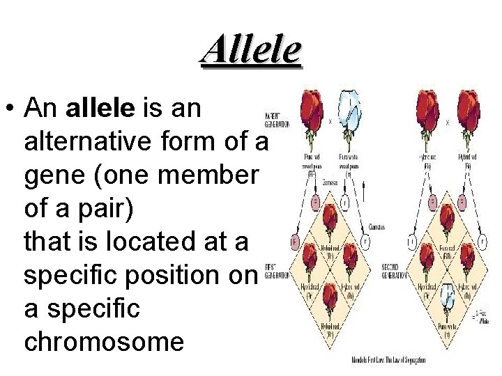 Allele • An allele is an alternative form of a gene (one member of