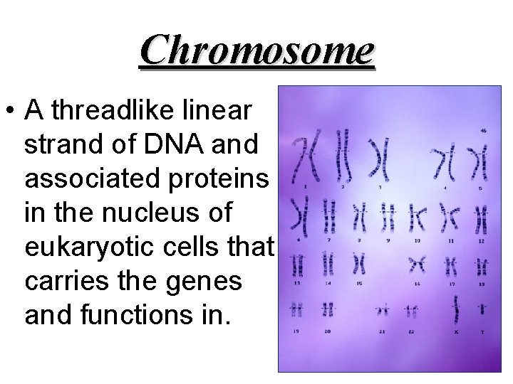 Chromosome • A threadlike linear strand of DNA and associated proteins in the nucleus