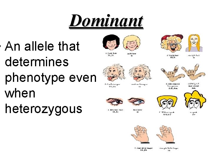 Dominant • An allele that determines phenotype even when heterozygous 