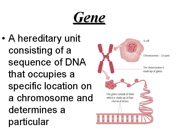 Gene • A hereditary unit consisting of a sequence of DNA that occupies a