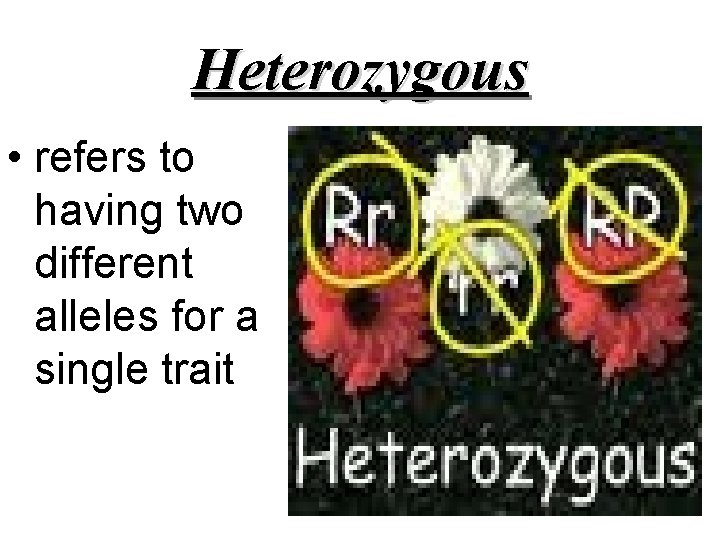Heterozygous • refers to having two different alleles for a single trait 