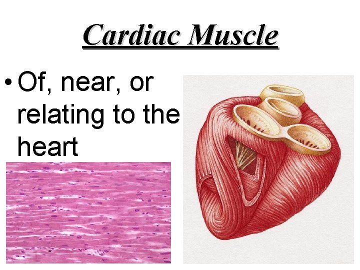 Cardiac Muscle • Of, near, or relating to the heart 