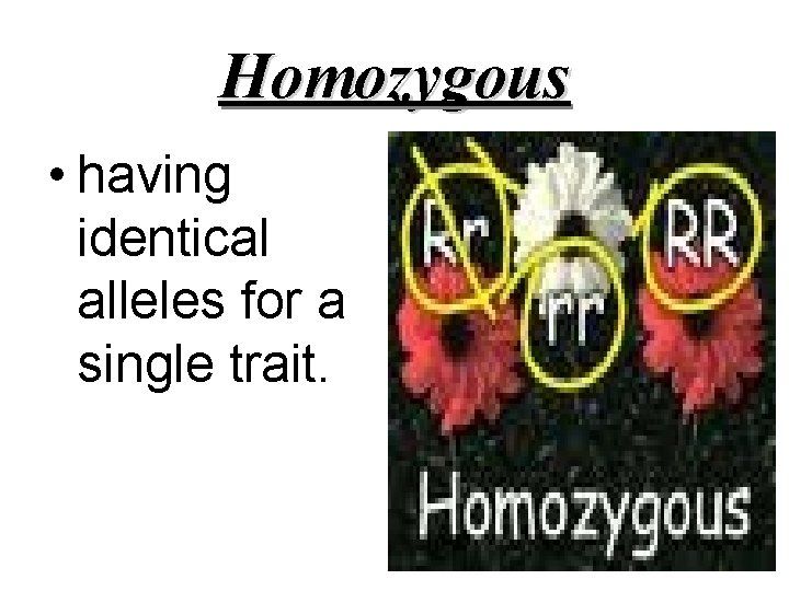 Homozygous • having identical alleles for a single trait. 