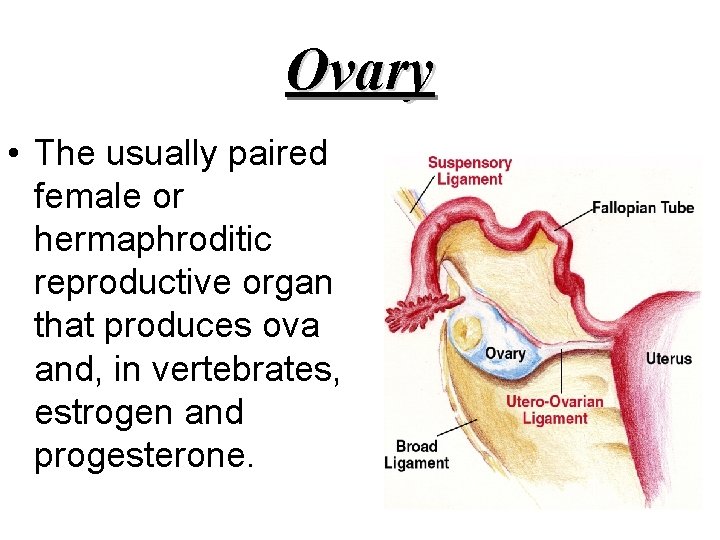Ovary • The usually paired female or hermaphroditic reproductive organ that produces ova and,