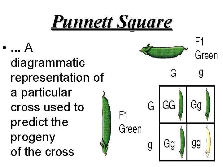Punnett Square • . . . A diagrammatic representation of a particular cross used