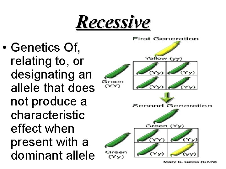 Recessive • Genetics Of, relating to, or designating an allele that does not produce