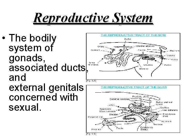 Reproductive System • The bodily system of gonads, associated ducts, and external genitals concerned