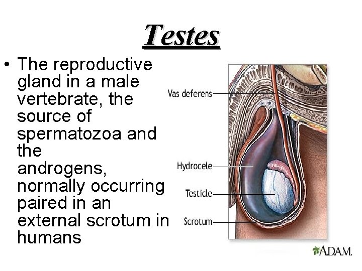 Testes • The reproductive gland in a male vertebrate, the source of spermatozoa and