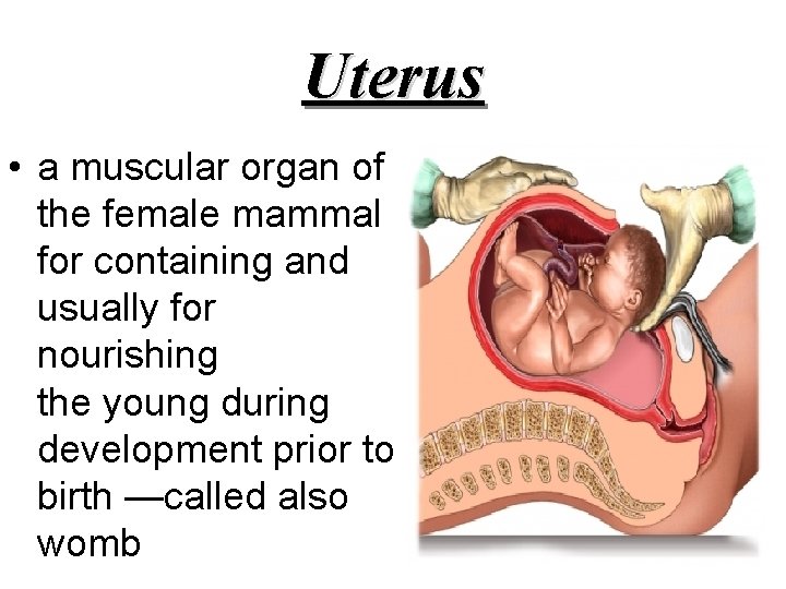 Uterus • a muscular organ of the female mammal for containing and usually for