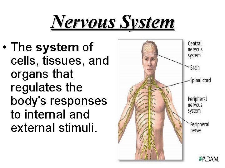 Nervous System • The system of cells, tissues, and organs that regulates the body's