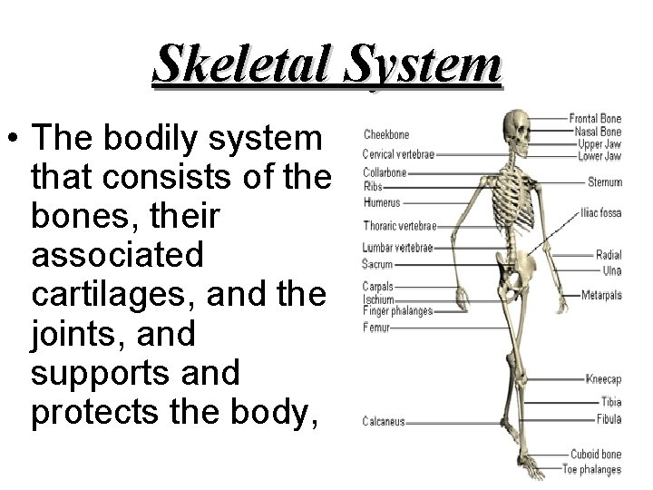 Skeletal System • The bodily system that consists of the bones, their associated cartilages,