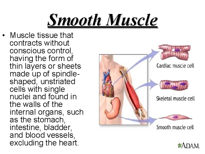 Smooth Muscle • Muscle tissue that contracts without conscious control, having the form of