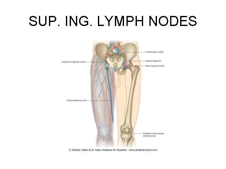 SUP. ING. LYMPH NODES 