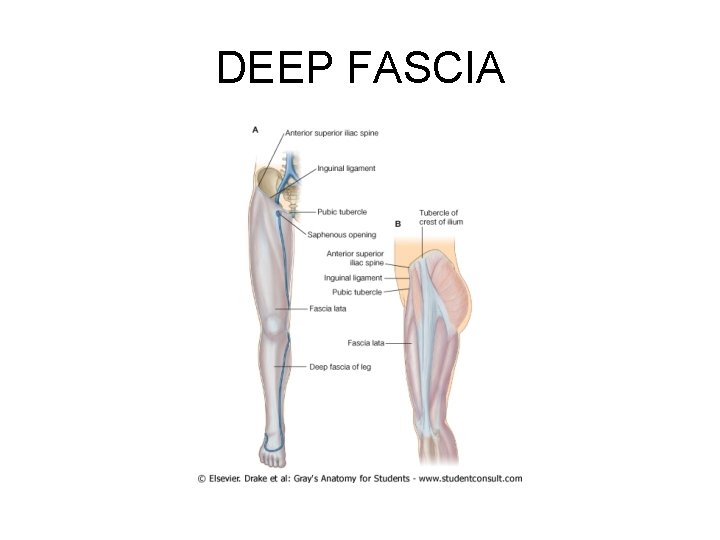 DEEP FASCIA 