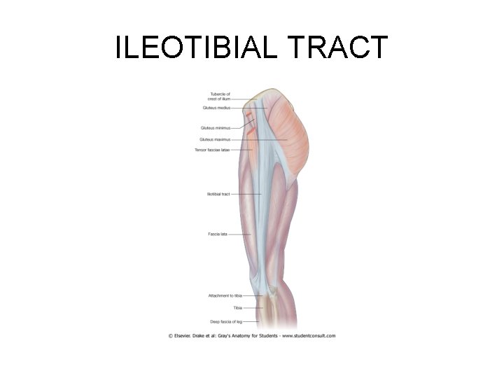 ILEOTIBIAL TRACT 