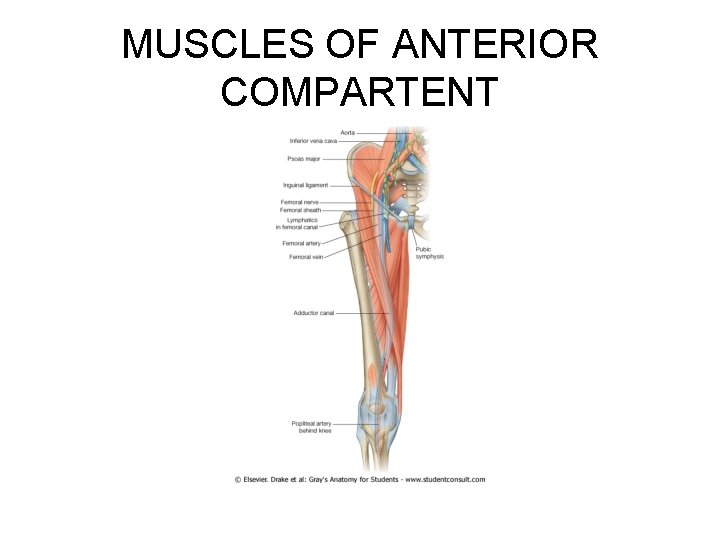 MUSCLES OF ANTERIOR COMPARTENT 