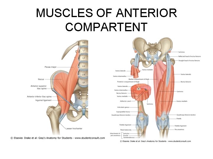 MUSCLES OF ANTERIOR COMPARTENT 