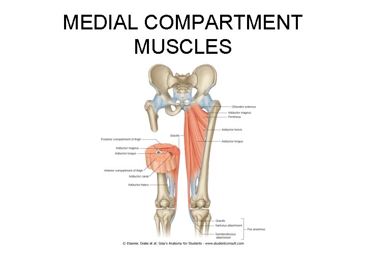 MEDIAL COMPARTMENT MUSCLES 