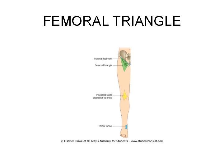 FEMORAL TRIANGLE 