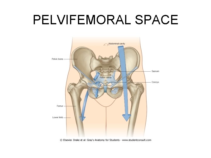 PELVIFEMORAL SPACE 