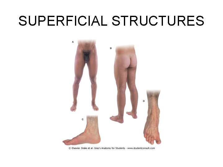 SUPERFICIAL STRUCTURES 