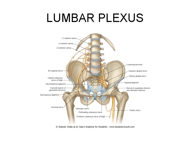 LUMBAR PLEXUS 