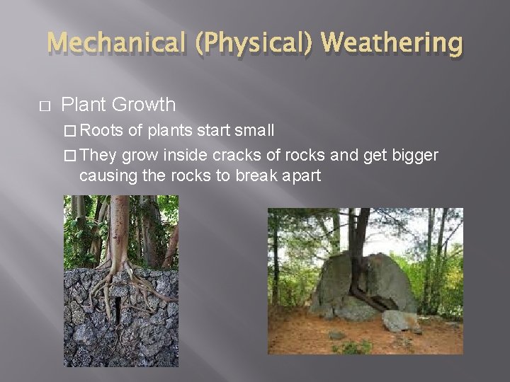 Mechanical (Physical) Weathering � Plant Growth � Roots of plants start small � They