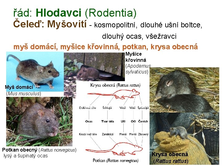 řád: Hlodavci (Rodentia) Čeleď: Myšovití - kosmopolitní, dlouhé ušní boltce, dlouhý ocas, všežravci myš