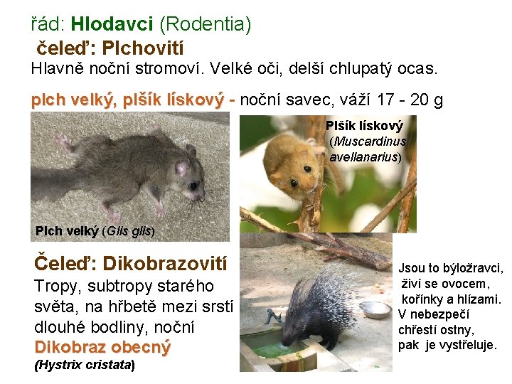 řád: Hlodavci (Rodentia) čeleď: Plchovití Hlavně noční stromoví. Velké oči, delší chlupatý ocas. plch