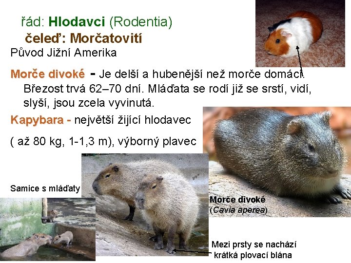 řád: Hlodavci (Rodentia) čeleď: Morčatovití Původ Jižní Amerika Morče divoké - Je delší a