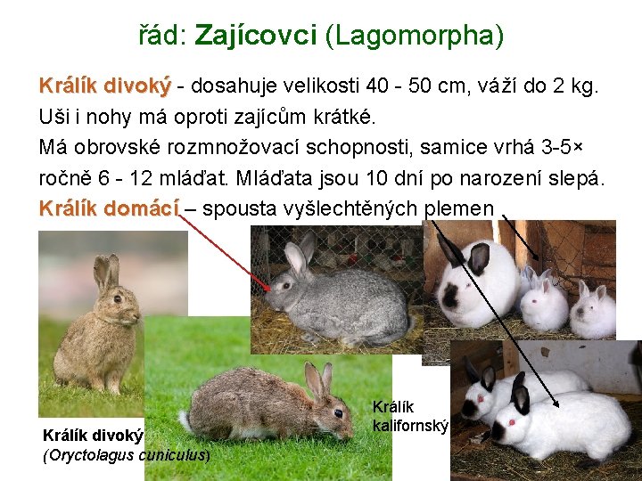 řád: Zajícovci (Lagomorpha) Králík divoký - dosahuje velikosti 40 - 50 cm, váží do