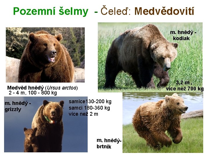 Pozemní šelmy - Čeleď: Medvědovití m. hnědý kodiak 3, 2 m , více než