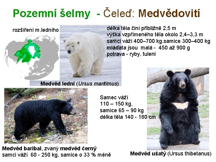 Pozemní šelmy - Čeleď: Medvědovití rozšíření m. ledního délka těla činí přibližně 2, 5