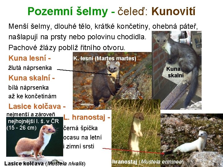 Pozemní šelmy - čeleď: Kunovití Menší šelmy, dlouhé tělo, krátké končetiny, ohebná páteř, našlapují