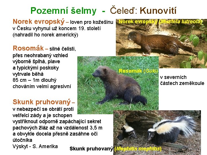 Pozemní šelmy - Čeleď: Kunovití Norek evropský – loven pro kožešinu Norek evropský (Mustela