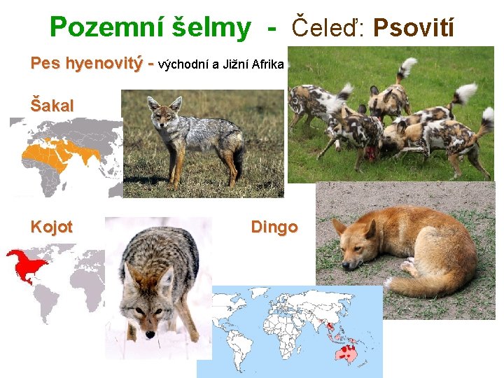 Pozemní šelmy - Čeleď: Psovití Pes hyenovitý - východní a Jižní Afrika Šakal Kojot