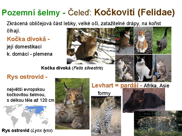 Pozemní šelmy - Čeleď: Kočkovití (Felidae) Zkrácená obličejová část lebky, velké oči, zatažitelné drápy,