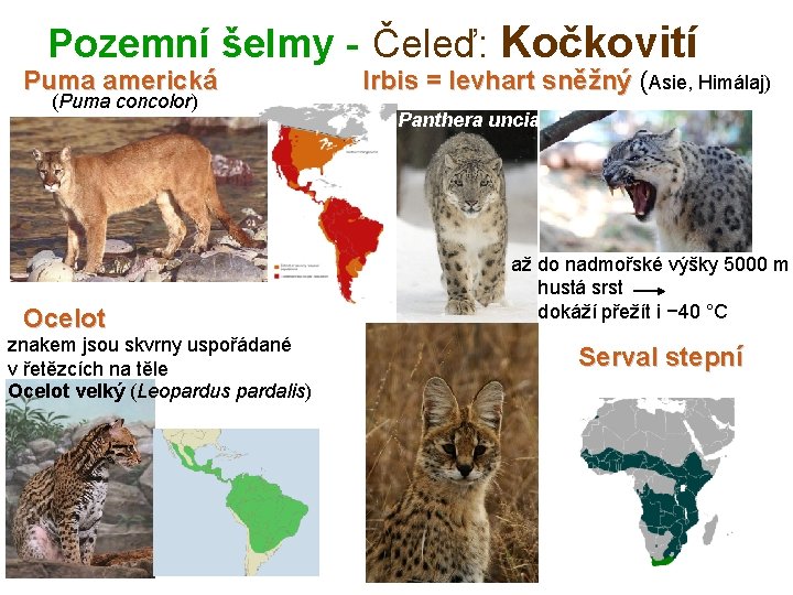 Pozemní šelmy - Čeleď: Kočkovití Puma americká (Puma concolor) Ocelot znakem jsou skvrny uspořádané