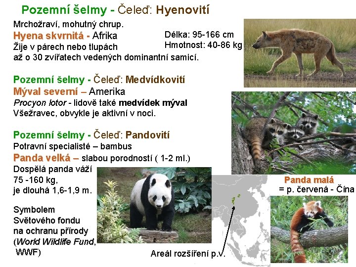 Pozemní šelmy - Čeleď: Hyenovití Mrchožraví, mohutný chrup. Délka: 95 -166 cm Hmotnost: 40