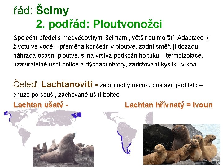 řád: Šelmy 2. podřád: Ploutvonožci Společní předci s medvědovitými šelmami, většinou mořští. Adaptace k