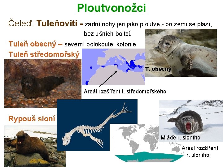 Ploutvonožci Čeleď: Tuleňovití - zadní nohy jen jako ploutve - po zemi se plazí,