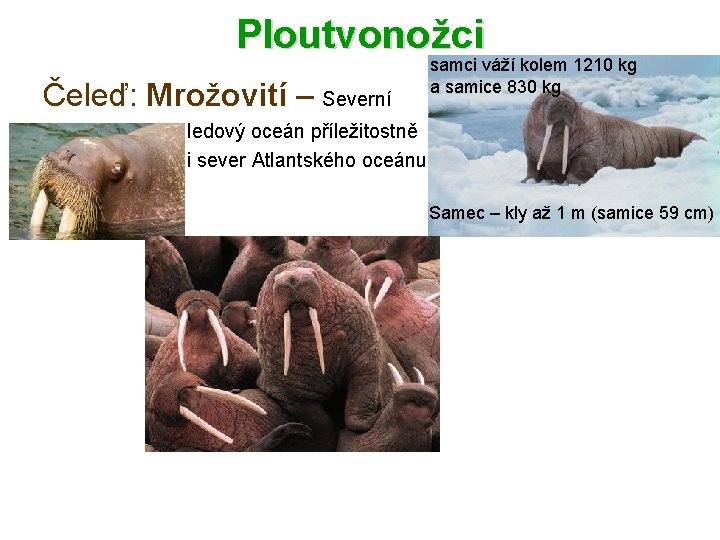 Ploutvonožci samci váží kolem 1210 kg a samice 830 kg Čeleď: Mrožovití – Severní