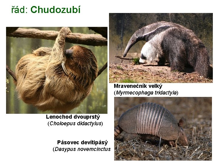 řád: Chudozubí Mravenečník velký (Myrmecophaga tridactyla) Lenochod dvouprstý (Choloepus didactylus) Pásovec devítipásý (Dasypus novemcinctus