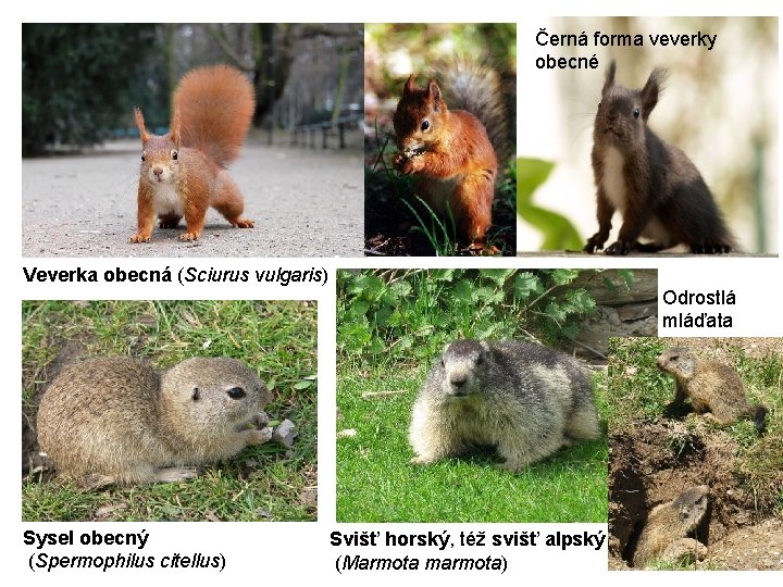 Černá forma veverky obecné Veverka obecná (Sciurus vulgaris) Odrostlá mláďata Sysel obecný (Spermophilus citellus)