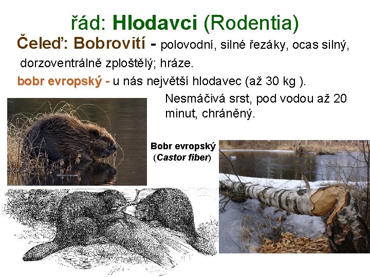 řád: Hlodavci (Rodentia) Čeleď: Bobrovití - polovodní, silné řezáky, ocas silný, dorzoventrálně zploštělý; hráze.